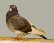 click for larger imagee